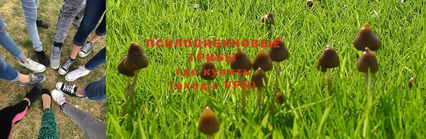 ПСИЛОЦИБИНОВЫЕ ГРИБЫ Баксан